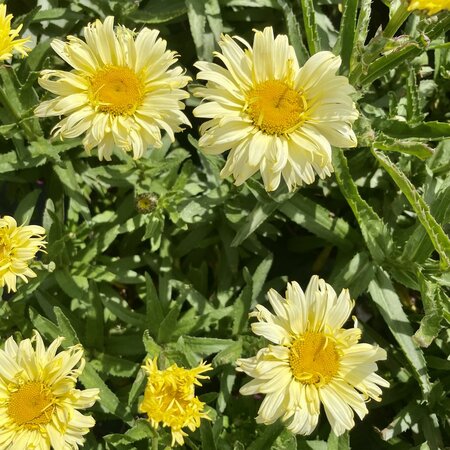 3L LEUCANTHEMUM GOLDFINCH