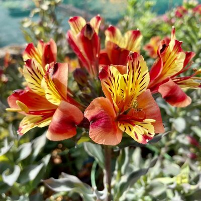 3L ALSTROEMERIA INDIAN SUMMER