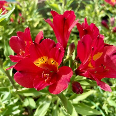3L ALSTROEMERIA  SUMMER PEPPER