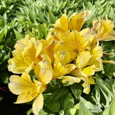 3L ALSTROEMERIA INTICANCHA® HAVANA