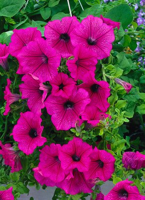 SURFINIA 'HOT PINK' - image 1