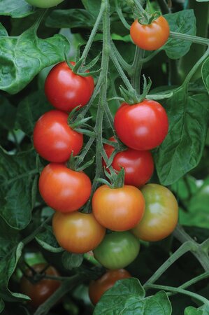 TOMATO GARDENERS DELIGHT - image 1