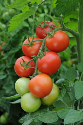 TOMATO MONEYMAKER - image 1