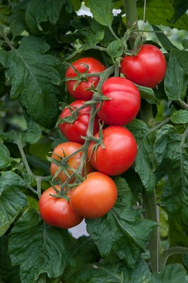 TOMATO SHIRLEY - image 1