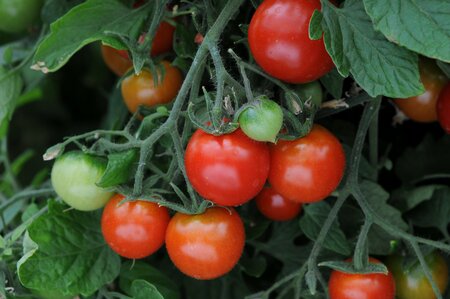 TOMATO TOTEM - image 1