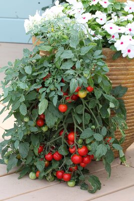 TOMATO TUMBLING TOM RED - image 1