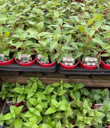 TRAILING FUCHSIA MIX - image 1