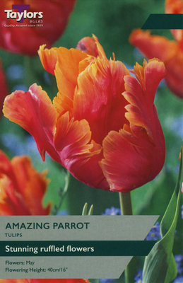 TULIP AMAZING PARROT