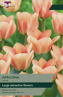TULIP APRICONA