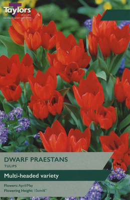 TULIP DWARF PRAESTANS