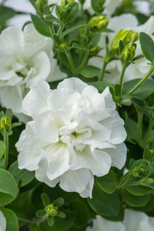 TUMBELINA 'DIANA' - image 1