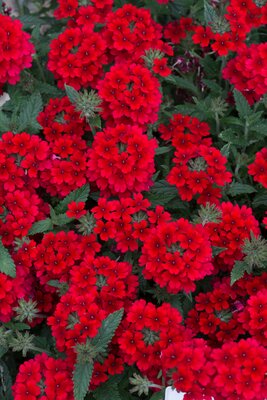 VERBENA SHOWBOAT 'DARK RED' - image 1