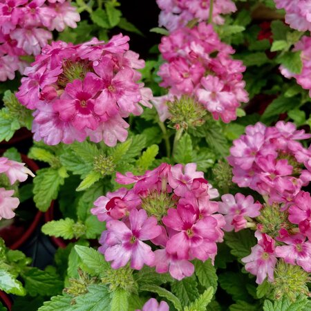VERBENA 'SHOWBOAT PINK'
